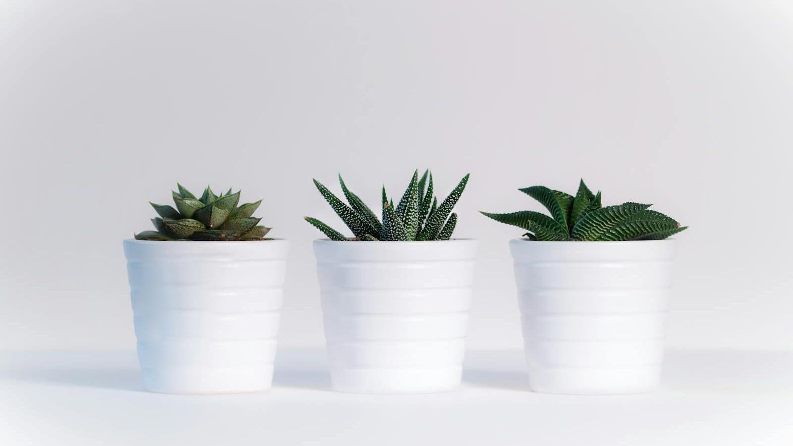 Three Green Assorted Plants in White Ceramic Pots